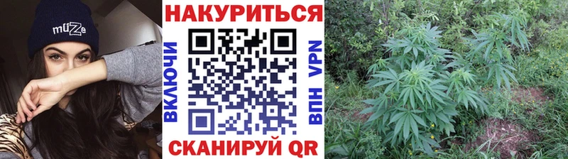 Купить где  Болгар  Конопля конопля 